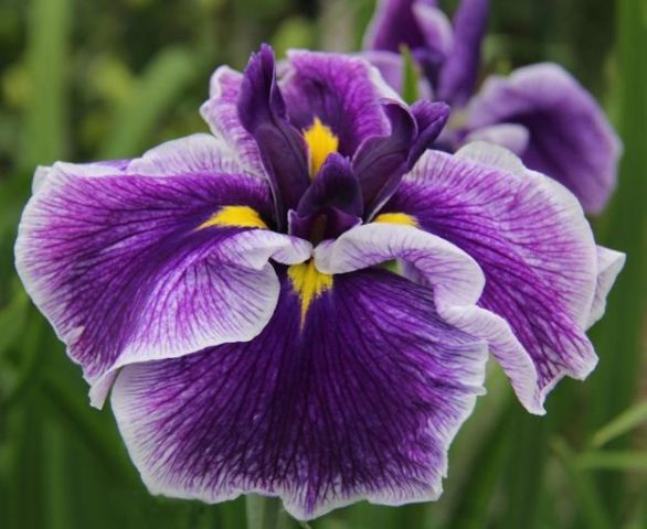 Japanese irises: varieties with photos and names