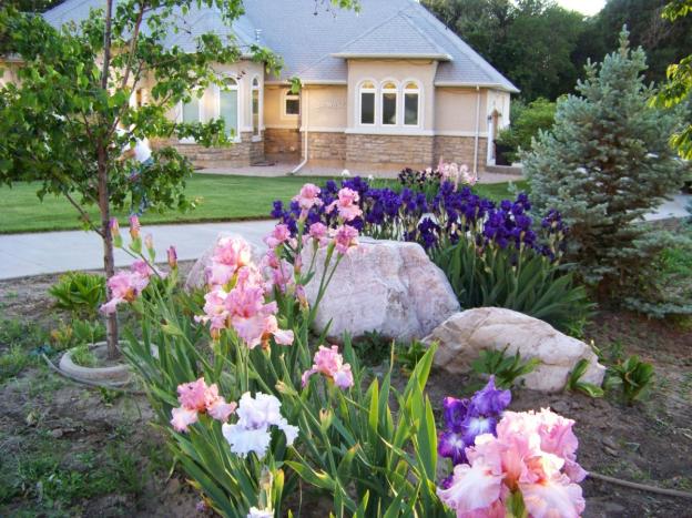 Japanese irises: varieties with photos and names