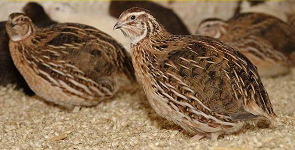 Japanese quail: description of the breed