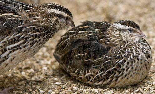 Japanese quail: description of the breed