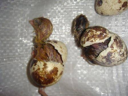 Japanese quail: description of the breed