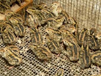 Japanese quail: description of the breed