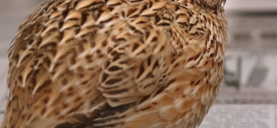 Japanese quail: description of the breed