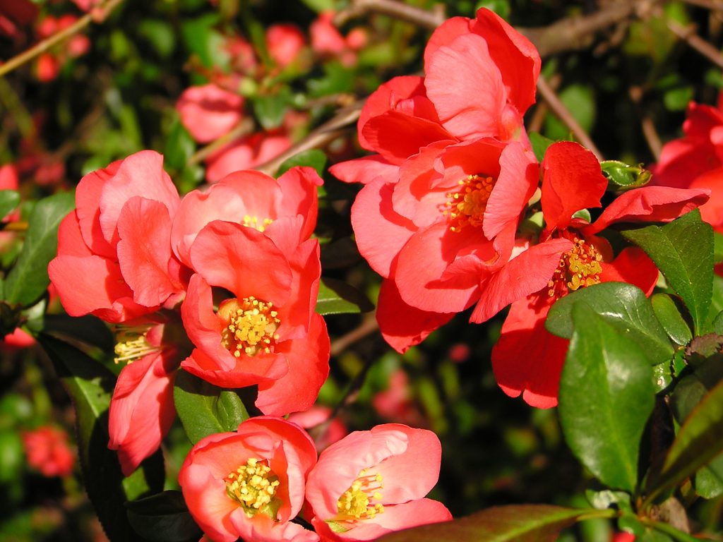 Japanese quince: cultivation and care in the open field