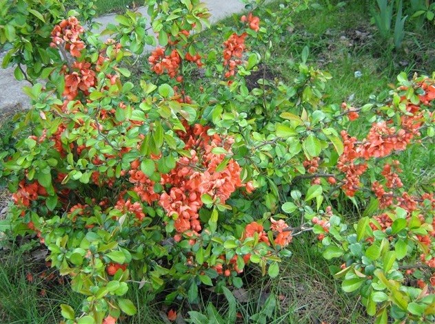 Japanese quince: cultivation and care in the open field