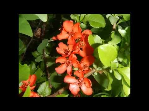 Japanese quince: cultivation and care in the open field