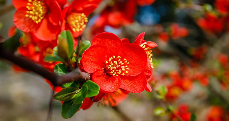 Japanese quince: cultivation and care in the open field