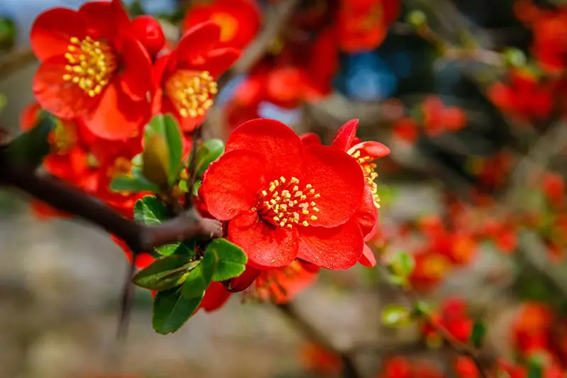 Japanese quince: cultivation and care in the open field