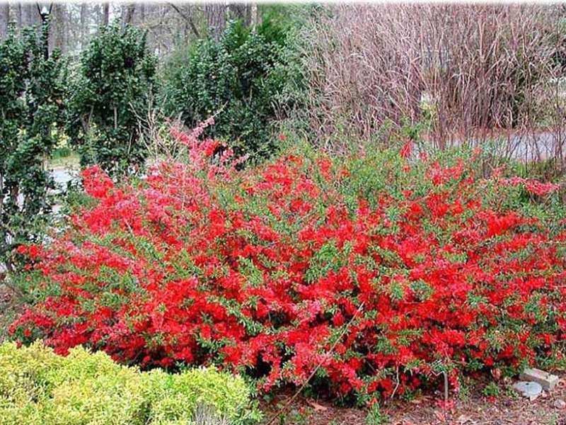 Japanese quince: planting and care in the suburbs, the best varieties