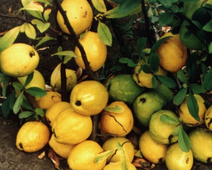 Japanese quince: planting and care in the suburbs, the best varieties