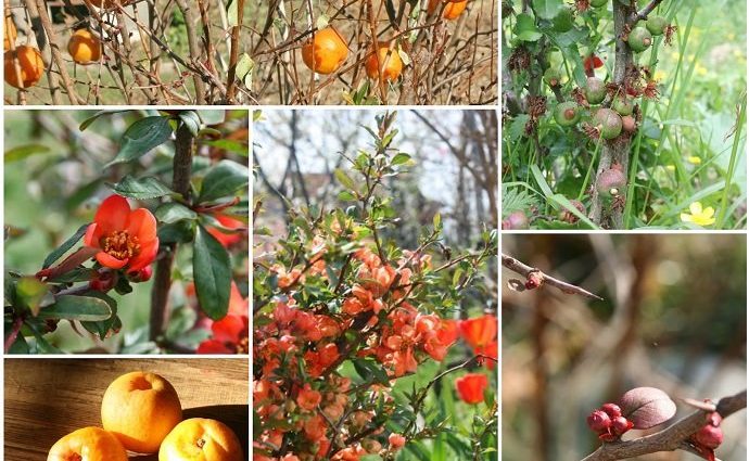 Japanese quince: planting and care in the suburbs, the best varieties