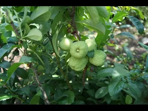 Japanese quince: planting and care in the suburbs, the best varieties