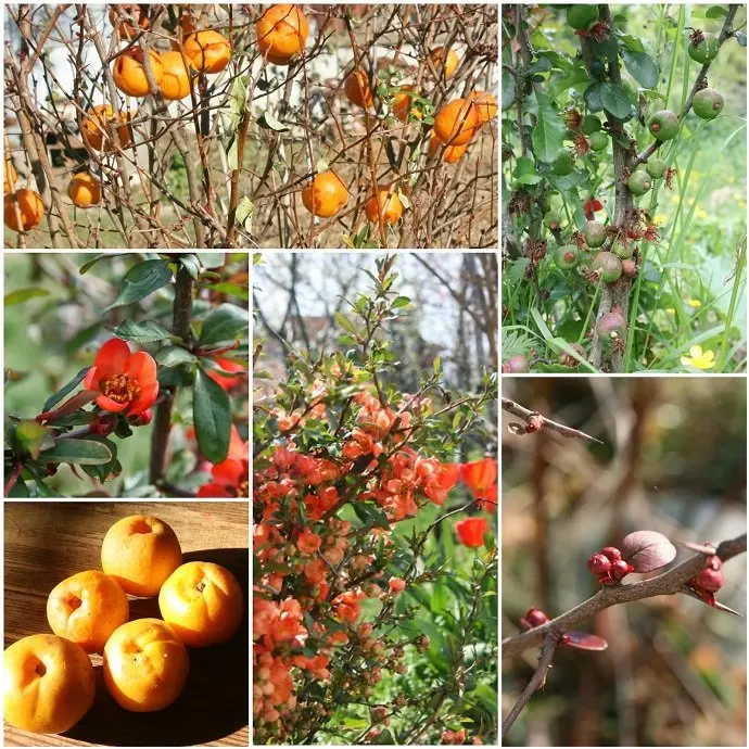 Japanese quince: planting and care in the suburbs, the best varieties