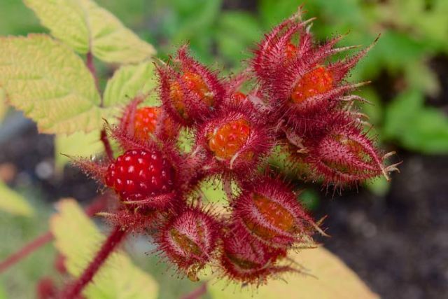 Japanese raspberry: reviews of gardeners, planting and care