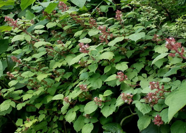 Japanese raspberry: reviews of gardeners, planting and care