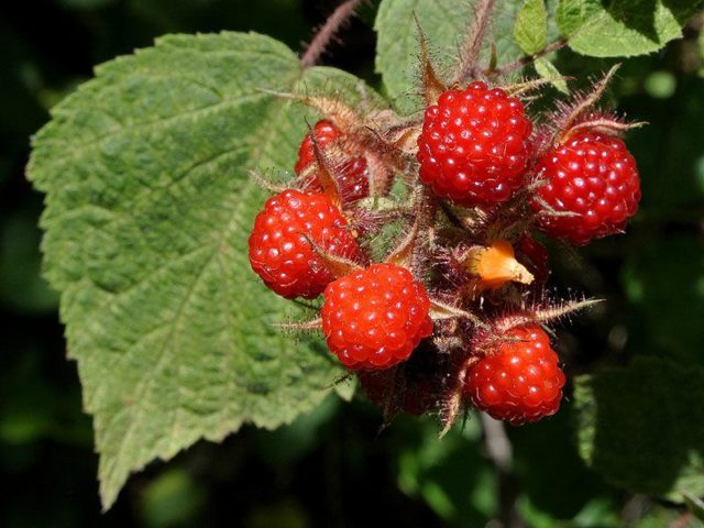 Japanese raspberry: reviews of gardeners, planting and care