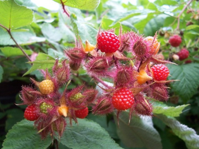 Japanese raspberry: reviews of gardeners, planting and care