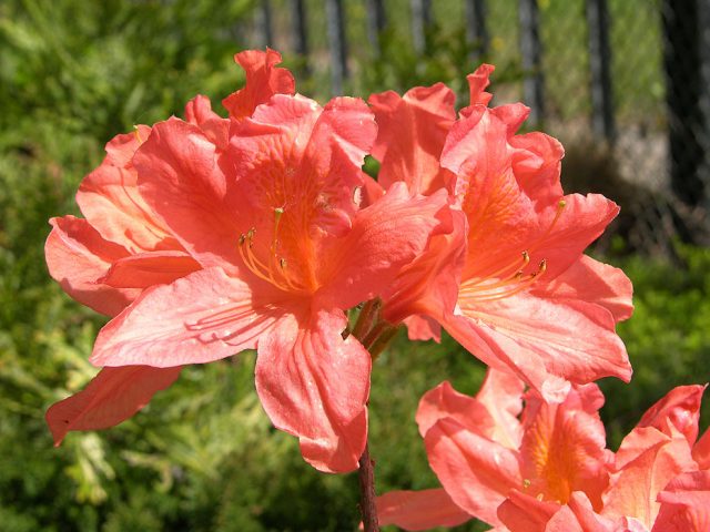 Japanese rhododendron: salmon, cream, white prince