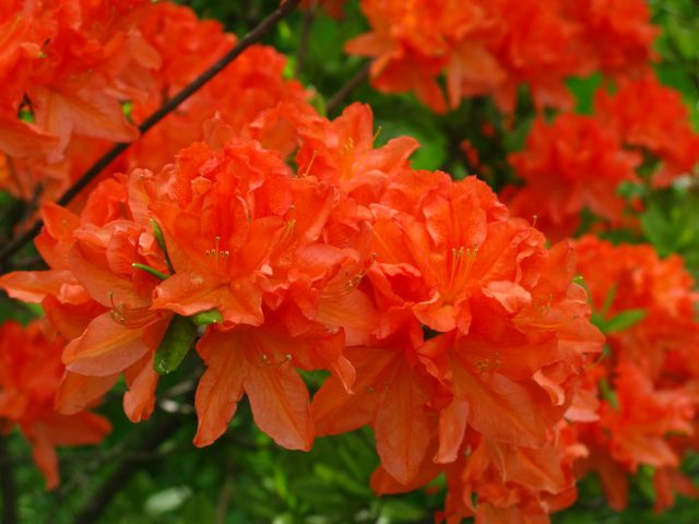 Japanese rhododendron: salmon, cream, white prince