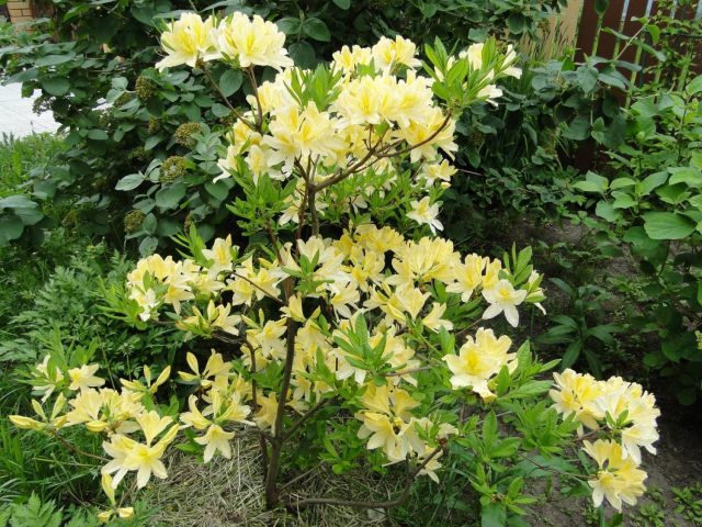 Japanese rhododendron: salmon, cream, white prince