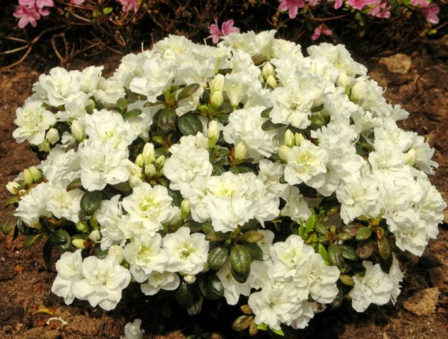 Japanese rhododendron: salmon, cream, white prince