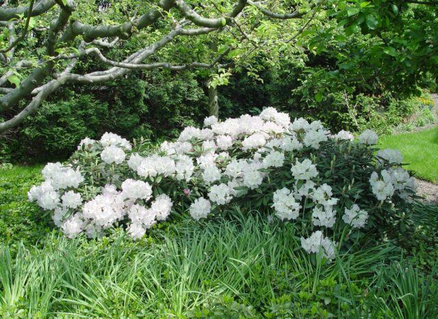 Japanese rhododendron: salmon, cream, white prince