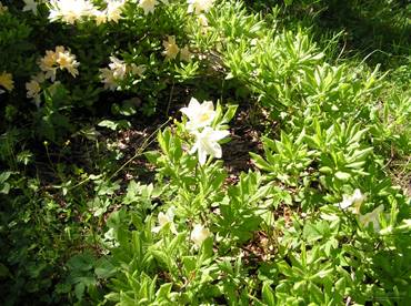 Japanese rhododendron: salmon, cream, white prince