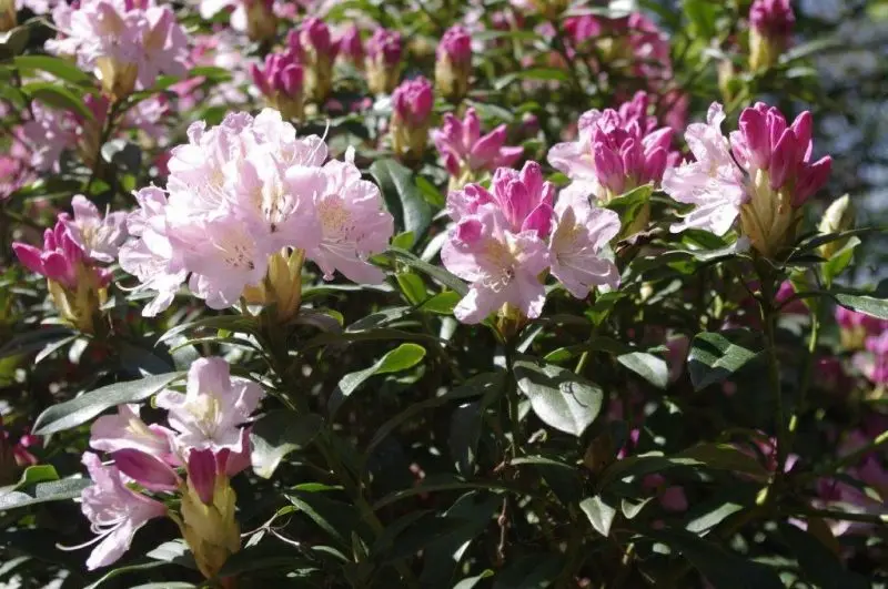 Japanese rhododendron: salmon, cream, white prince