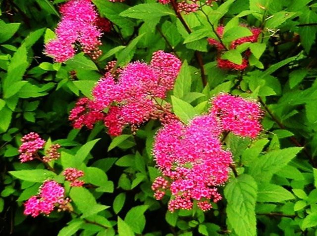 Japanese Spiraea Froebelii