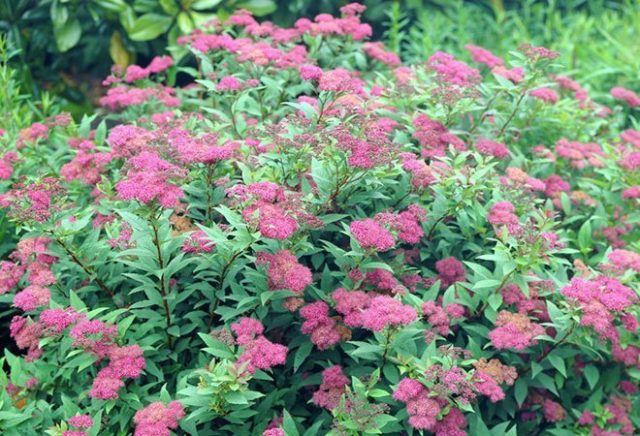 Japanese Spiraea Froebelii