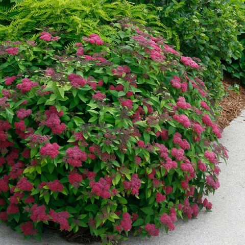 Japanese Spiraea Froebelii