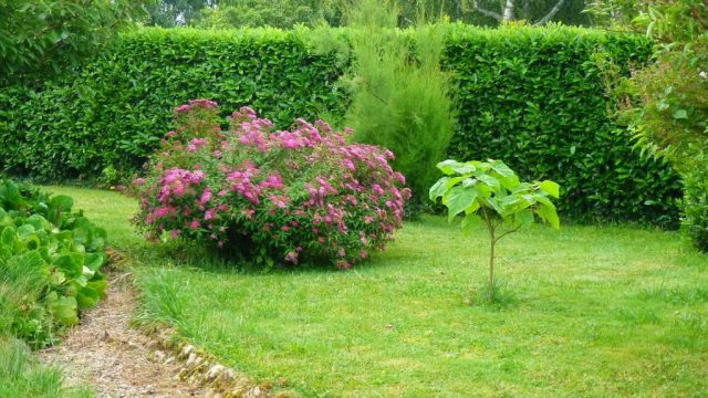 Japanese Spiraea Froebelii