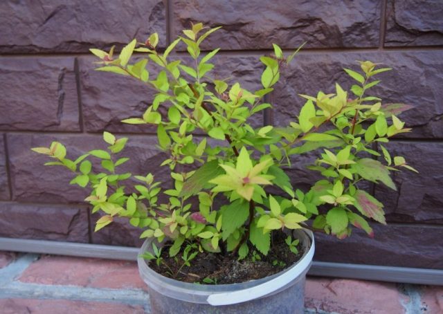 Japanese Spiraea Froebelii