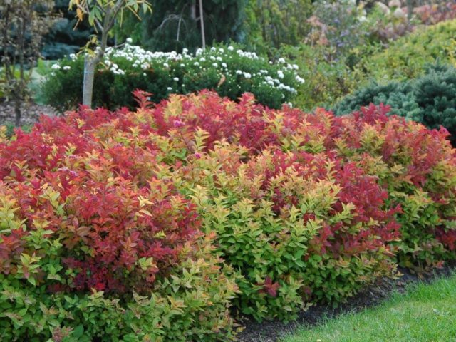 Japanese Spiraea Froebelii