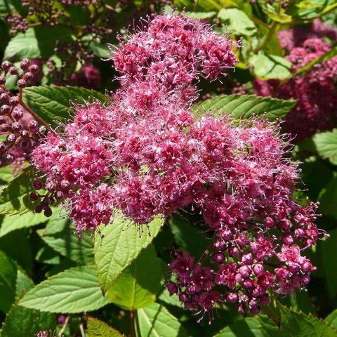 Japanese Spiraea Froebelii