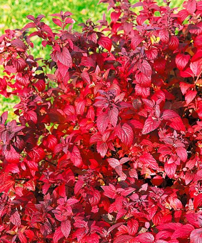 Japanese Spiraea Froebelii