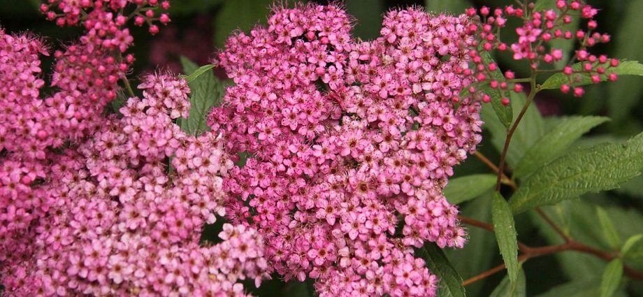 Japanese Spiraea Froebelii