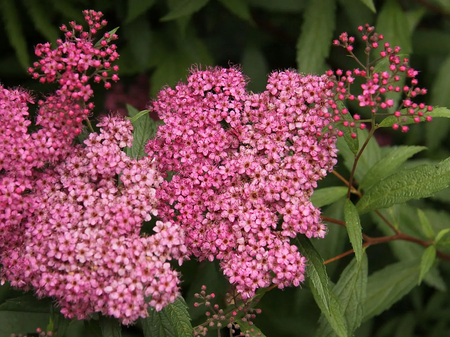 Japanese Spiraea Froebelii