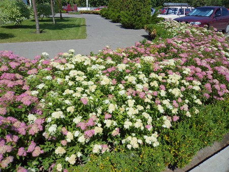 Japanese spirea: photos and varieties