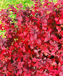 Japanese spirea: photos and varieties