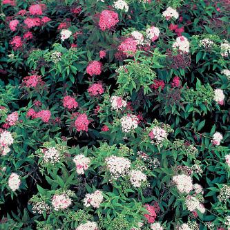 Japanese spirea: photos and varieties