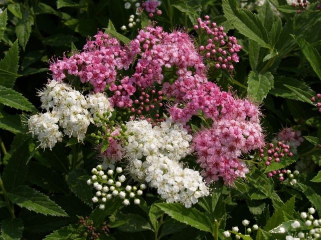 Japanese spirea: photos and varieties