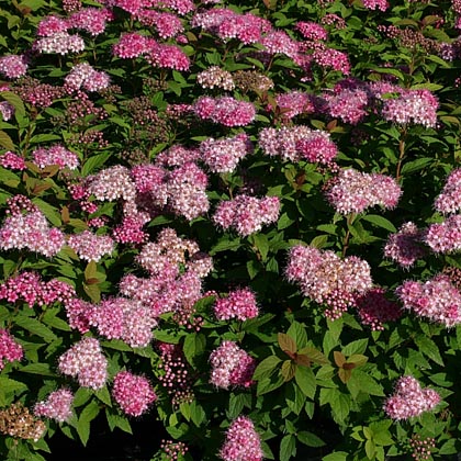 Japanese spirea: photos and varieties