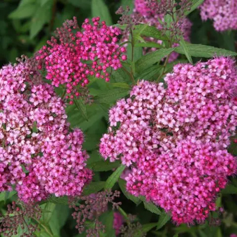 Japanese spirea: photos and varieties