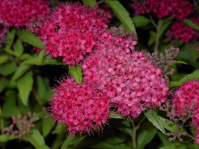 Japanese spirea: photos and varieties