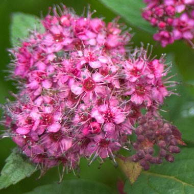 Japanese spirea: photos and varieties