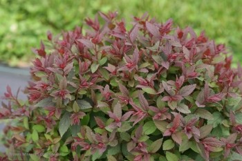 Japanese spirea: photos and varieties