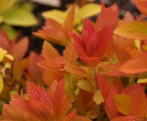 Japanese spirea: photos and varieties