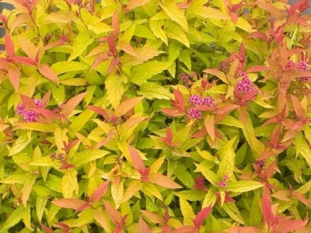 Japanese spirea: photos and varieties