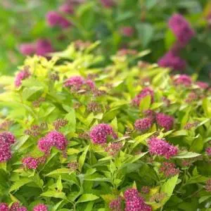 Japanese spirea: photos and varieties